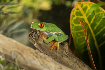A tree frog is any species of frog that spends a major portion of its lifespan in trees, known as an arboreal state.  