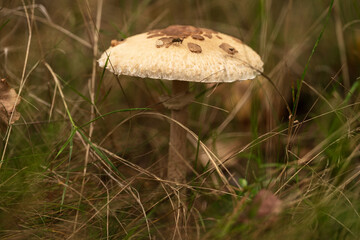 Forest edible mushroom Macrolepiota procera, or parasol mushroom.