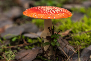 The poisonous mushroom Amanita muscaria in the forest.