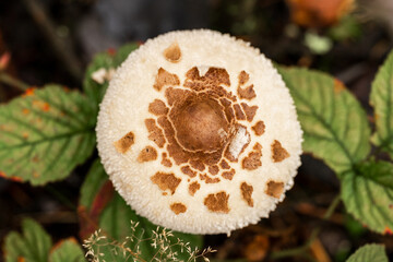 Forest edible mushroom Macrolepiota procera, or parasol mushroom. Top view of the cap. © Sergey Kohl