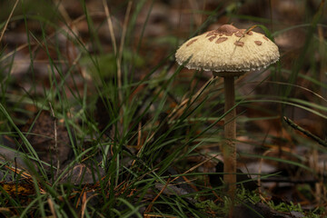 Forest edible mushroom Macrolepiota procera, or parasol mushroom.