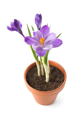 Pot with beautiful crocus flowers isolated on white background