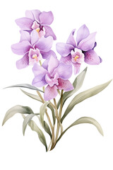 Fototapeta na wymiar Watercolor Orchid flower png. Purple floral arrangement botanical illustration isolated with a transparent background. Blossom flowers design.