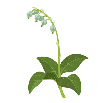 Vector illustration, Orthilia secunda, common names are wintergreen sidebells and one-sided pyrole, isolated on white background.