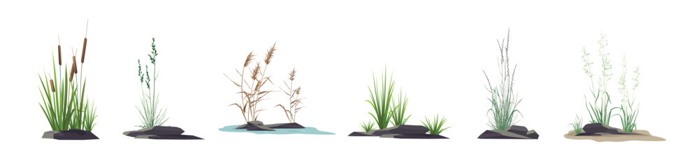 Cattail, reeds, cane, sedge, bluegrass and other marsh and steppe grass - a set of color vector drawings of plants near stones isolated on a white background.
