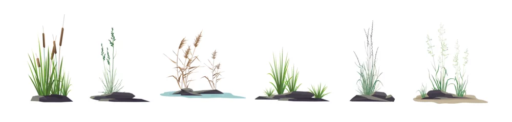 Foto op Plexiglas Cattail, reeds, cane, sedge, bluegrass and other marsh and steppe grass - a set of color vector drawings of plants near stones isolated on a white background. © steadb
