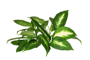 Dieffenbachia Seguine or dumbcane green tropical plant isolated cutout on transparent