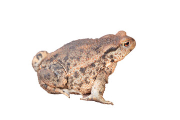 Solitary Toad A Close-Up Portrait with transparent background