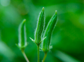 The flower buds of the oxalis dillenii plant, the leaves of this plant resemble clover leaves