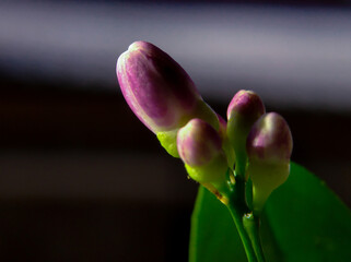 Close up Beautiful purple lemon flower
