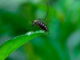 Forest mosquitoes feed on leaves