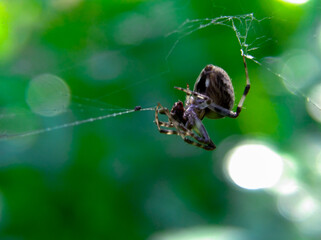 Araneus granadensis spider in spider web house