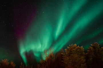 Stunning turquoise aurora borealis with purple nuances in the starry sky, northern lights  in...