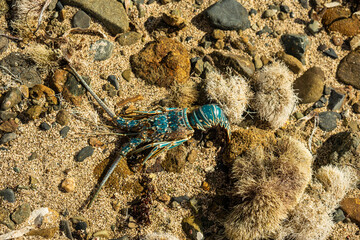 Blue Lobster Washed up on Rocky Coast