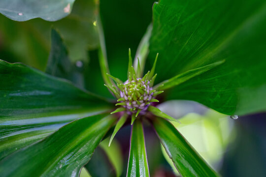 Gengibre azul ou Dichorisandra thyrsiflora