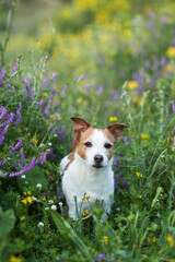 A sprightly Jack Russell Terrier dog explores a field of yellow wildflowers