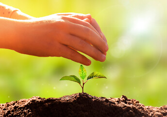  Children’s hands protect of young plant. Green world and earth day concept