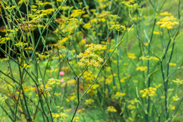 Partial view of the Foeniculum vulgare plant