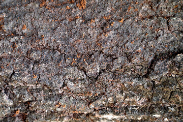 Tree bark background. Texture of the brown bark of a tree. Tree bark Texture.