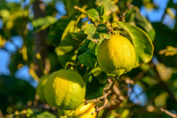 green lemons on tree branches in winter 4