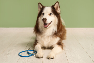 Cute Husky dog with stethoscope near green wall © Pixel-Shot