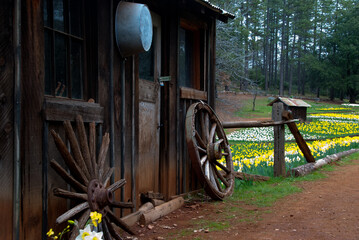 Fototapeta premium Daffodil Hill