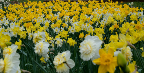 Daffodil Hill
