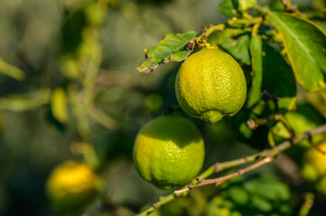 green lemons on tree branches in winter 1