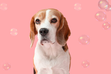 Portrait of funny Beagle dog and soap bubbles on pink background