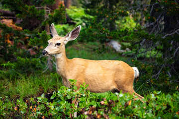 Wild deer in the high sierras of California
