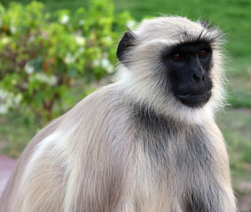 Gray langurs, also called Hanuman langurs and Hanuman monkeys, are Old World monkeys native to the Indian subcontinent constituting the genus Semnopithecus.