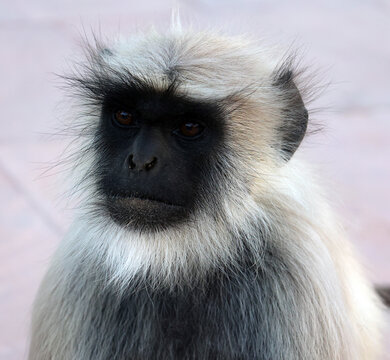 Gray langurs, also called Hanuman langurs and Hanuman monkeys, are Old World monkeys native to the Indian subcontinent constituting the genus Semnopithecus.