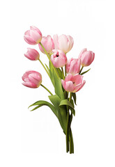 Bouquet of pink tulips, isolated, white background