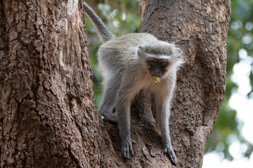 Cautious Vervet monkey feeding on fruit in Krueger National Park in South Africa RSA
