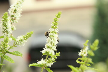 Biene an Blüte 