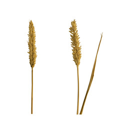 durum or hard wheat dry plant isolated on white background - 703606639