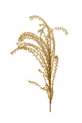 Miscanthus sinensis, or Chinese reed grass isolated on white background. - 703606648