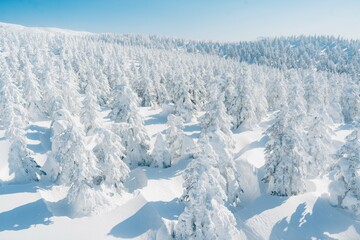 蔵王の樹氷やスキー場の風景