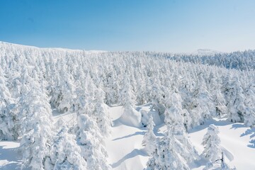 蔵王の樹氷やスキー場の風景