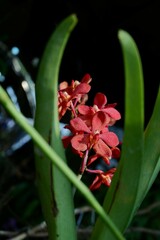 Flowering branch orchid Vanda Mokara Salaya Red , close-up. A beautiful branch of a Red orchid. Can be used as nature flower background. Selective focus.