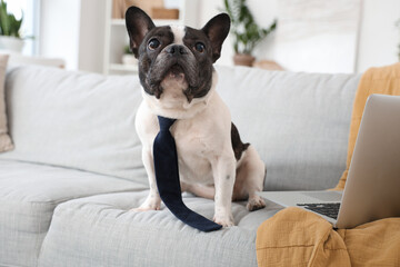 Cute French Bulldog with neck tie and laptop at home