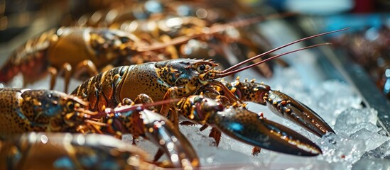 Omani lobsters on ice in a Dubai market stall, ready for sale.