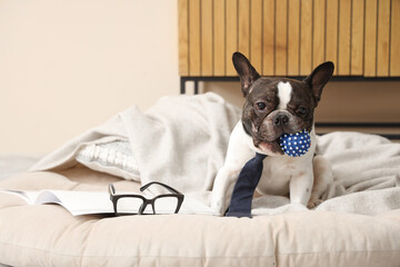 Cute French Bulldog with necktie and toy in pet bed at home
