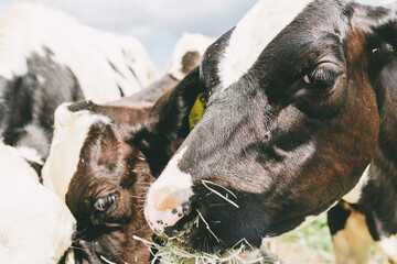 マザー牧場の動物たち