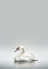 Fototapeta premium A beautiful and graceful white swan floats serenely on water, its elegance captured in a detailed photo.