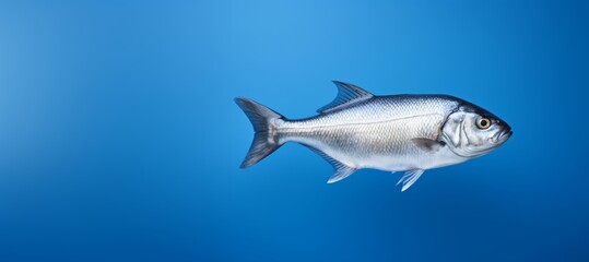 A high-quality portrait captures a gaunt, swirling silver fish swimming underwater against a blue background.