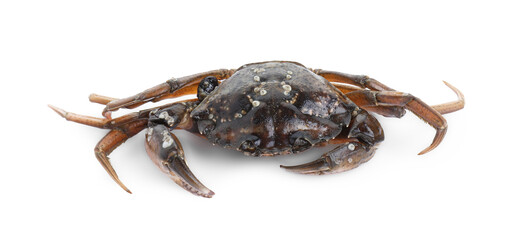 One fresh raw crab isolated on white