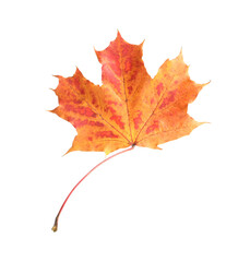 Fototapeta premium Autumn season. One maple leaf isolated on white