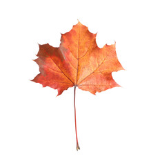 Autumn season. One maple leaf isolated on white