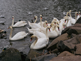 Swans at St. Margaret's Loch